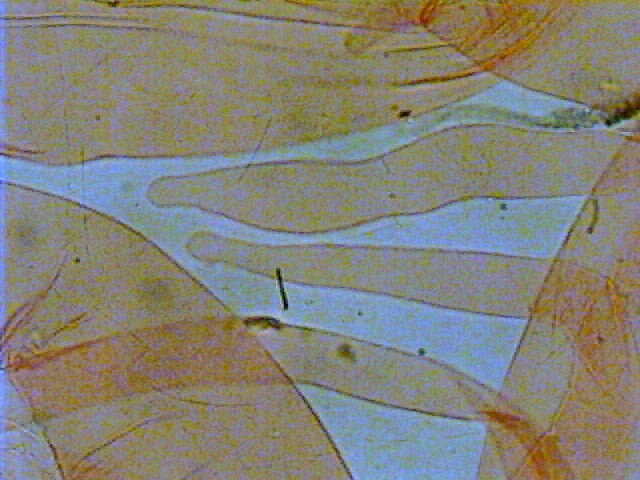 Bonzai con Hygrocybe